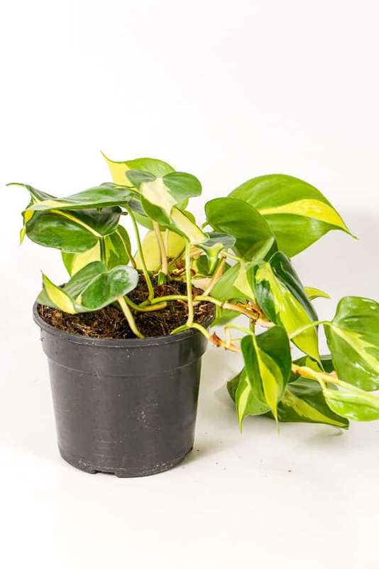 Philodendron Brasil
