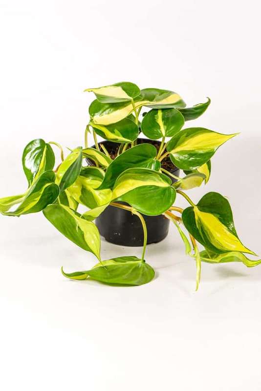 Philodendron Brasil