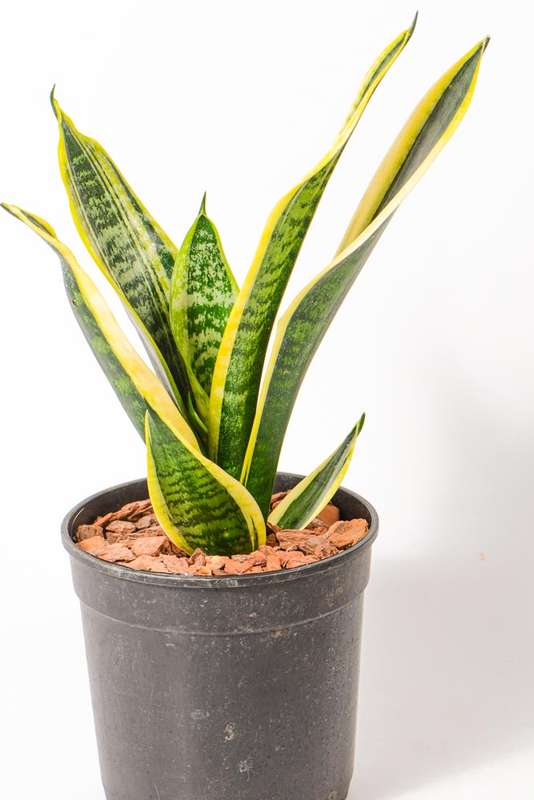 Sanseveria - Snake Plant - Golden Hahnii