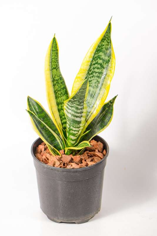 Sanseveria - Snake Plant - Golden Hahnii