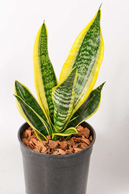 Sanseveria - Snake Plant - Golden Hahnii