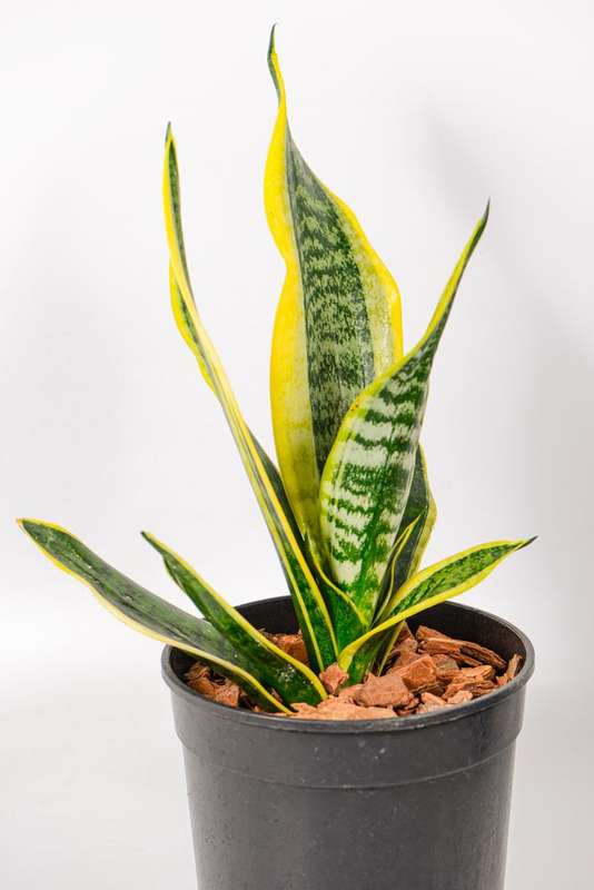 Sanseveria - Snake Plant - Golden Hahnii