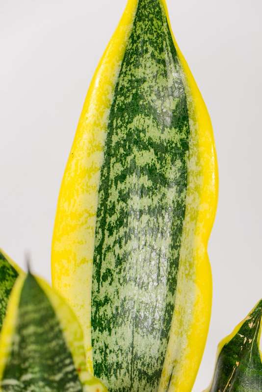 Sanseveria - Snake Plant - Golden Hahnii