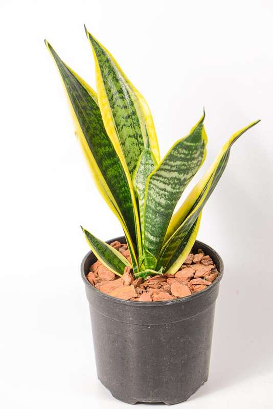 Sanseveria - Snake Plant - Golden Hahnii