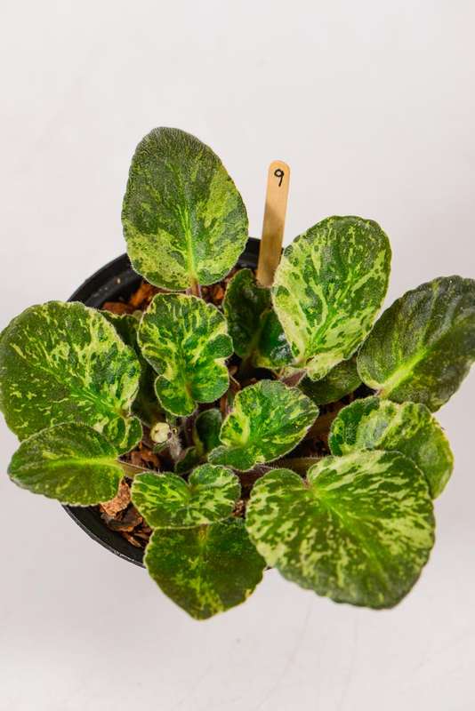Variegated African Violet