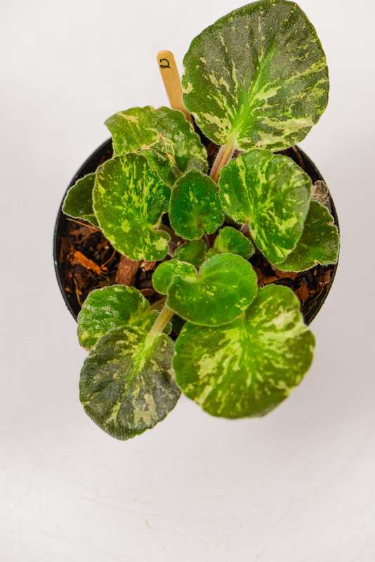 Variegated African Violet