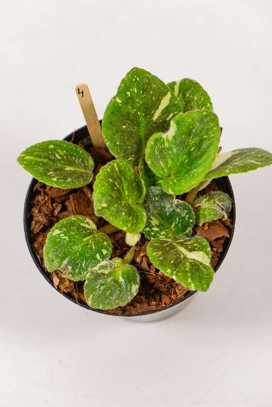 Variegated African Violet