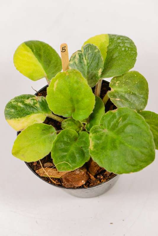 Variegated African Violet