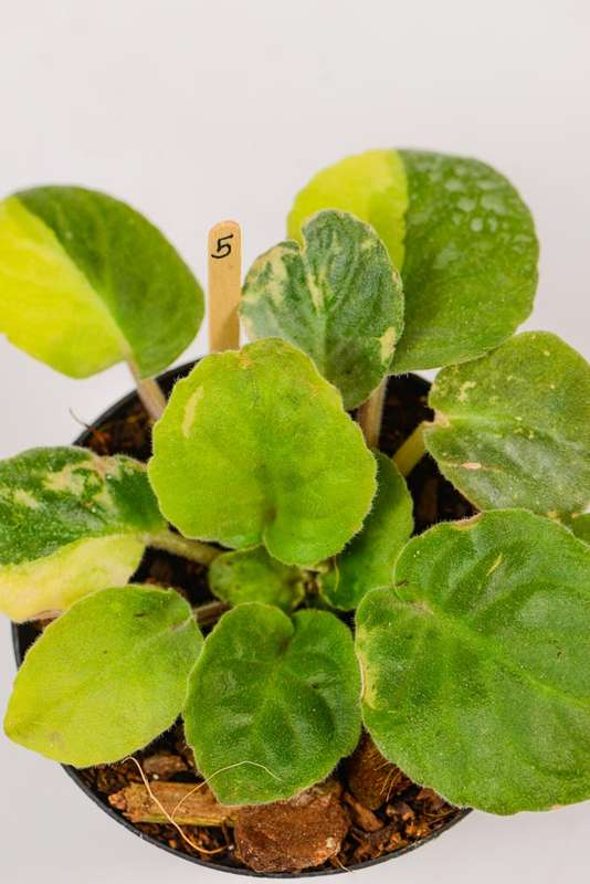 Variegated African Violet