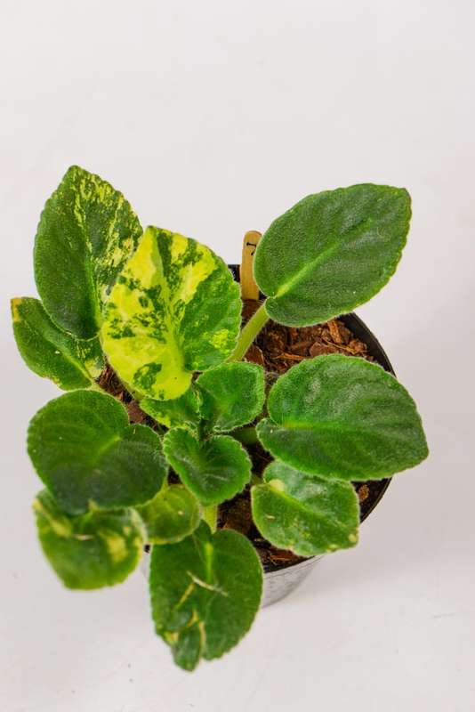 Variegated African Violet