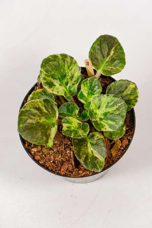 Variegated African Violet