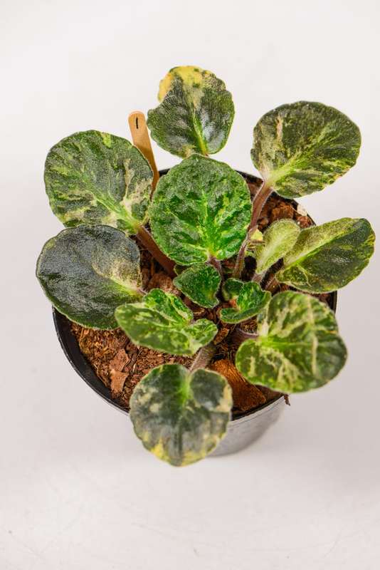 Variegated African Violet