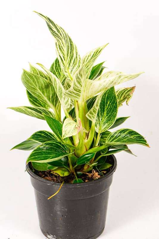 Philodendron Birkin