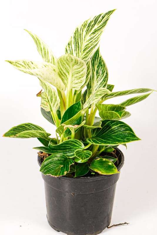 Philodendron Birkin