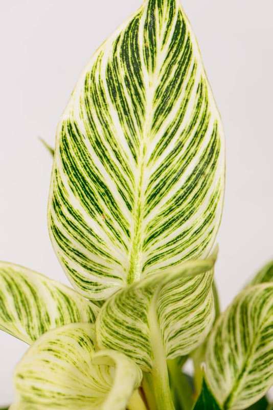 Philodendron Birkin