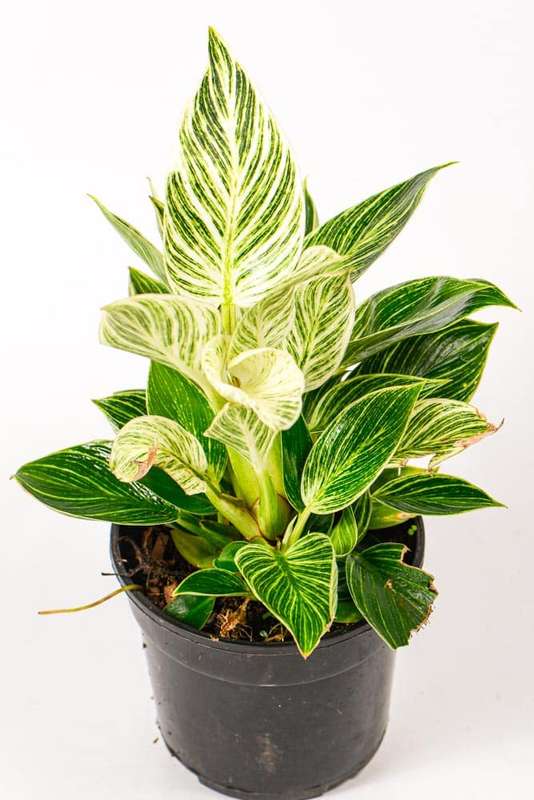 Philodendron Birkin
