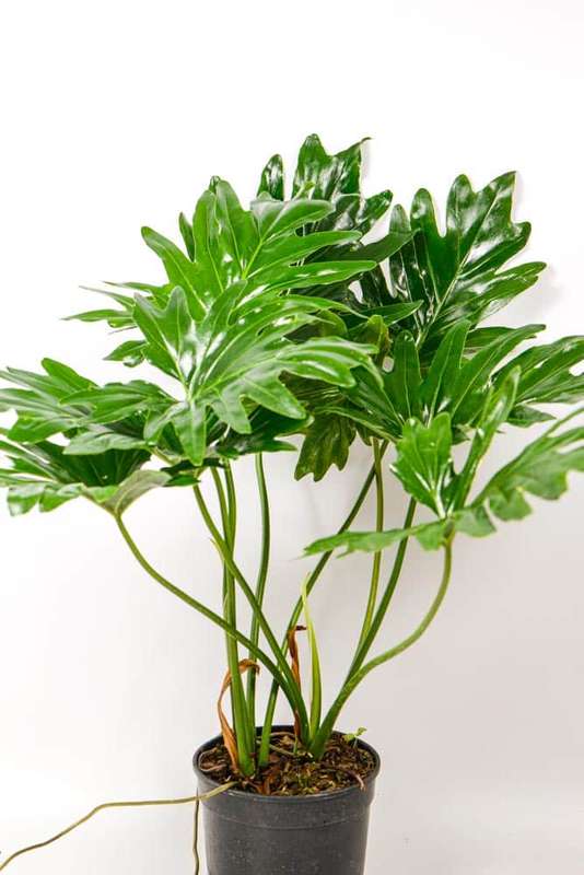 Philodendron Selloum