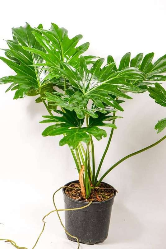 Philodendron Selloum