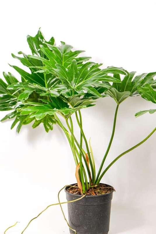 Philodendron Selloum