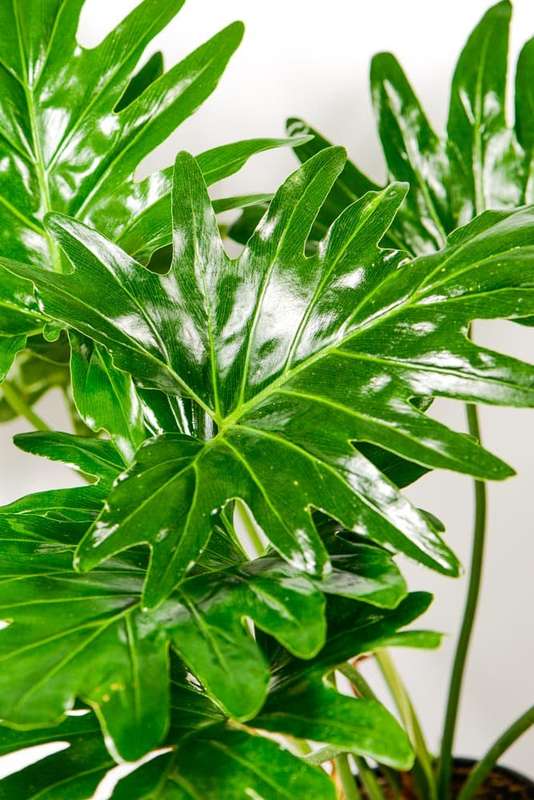 Philodendron Selloum
