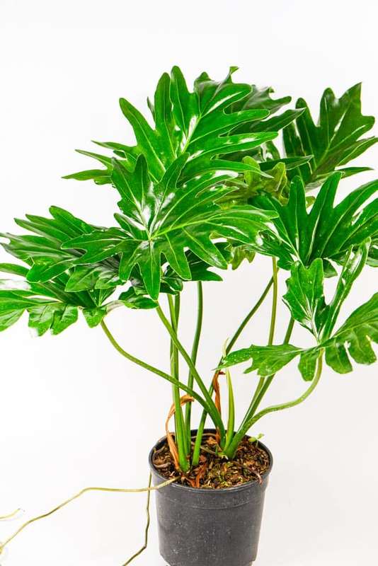 Philodendron Selloum