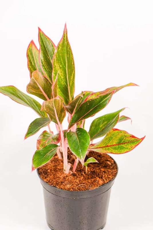 Aglaonema King of Siam