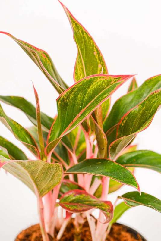 Aglaonema King of Siam