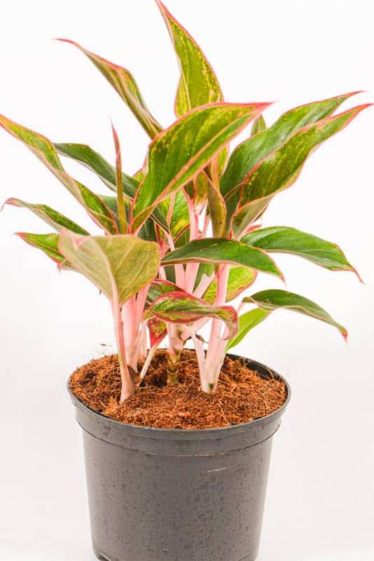 Aglaonema King of Siam