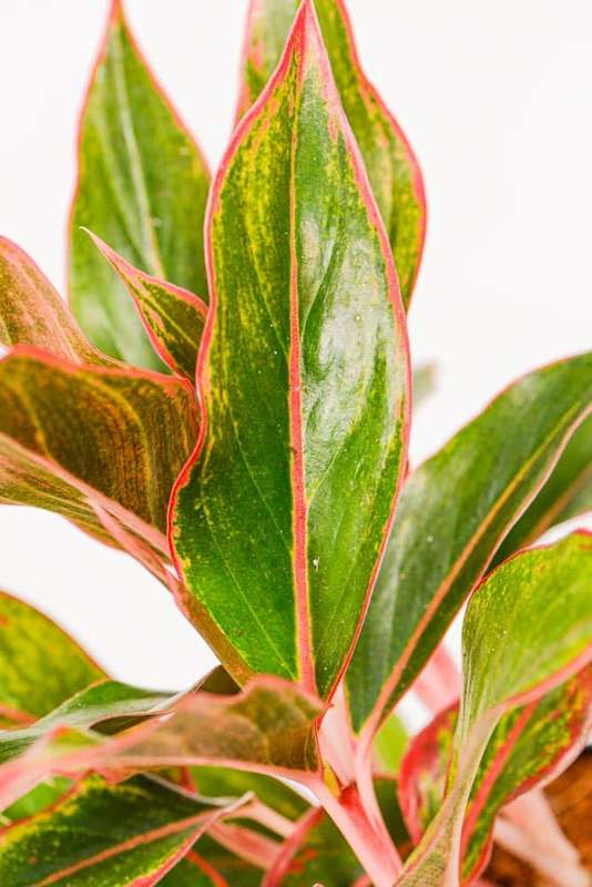 Aglaonema King of Siam