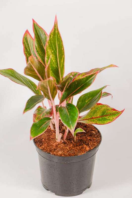 Aglaonema King of Siam