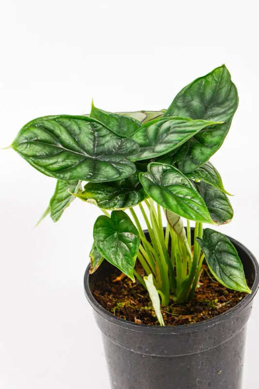 Alocasia Dragon Scale