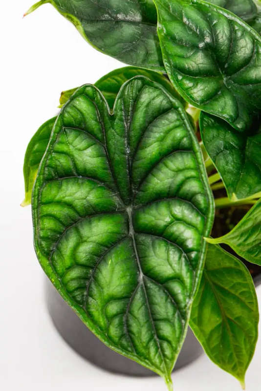 Alocasia Dragon Scale