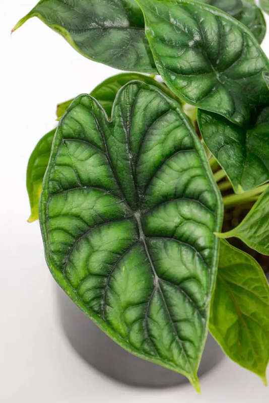 Alocasia Dragon Scale