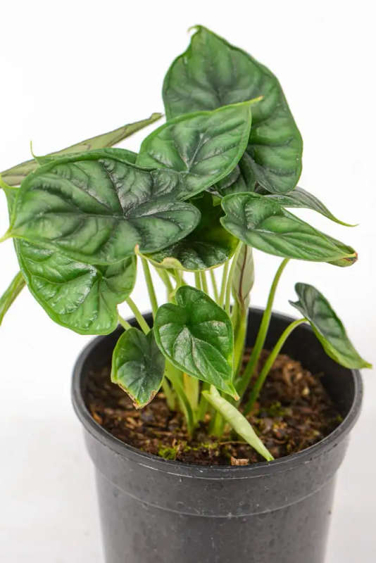 Alocasia Dragon Scale