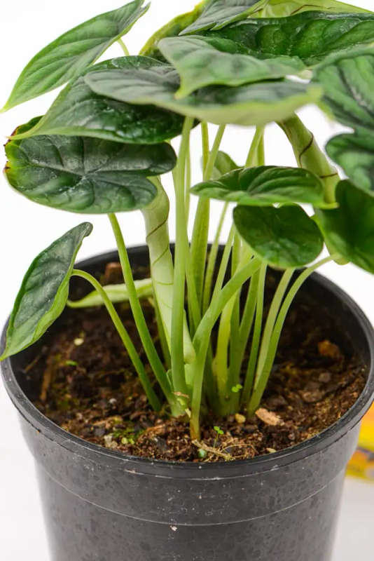 Alocasia Dragon Scale