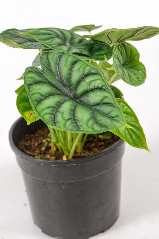 Alocasia Dragon Scale