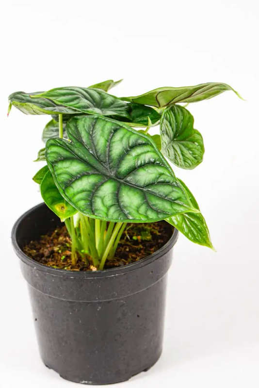 Alocasia Dragon Scale