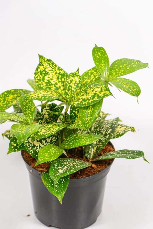 Dracaena Godseffiana