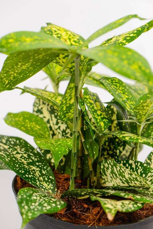 Dracaena Godseffiana