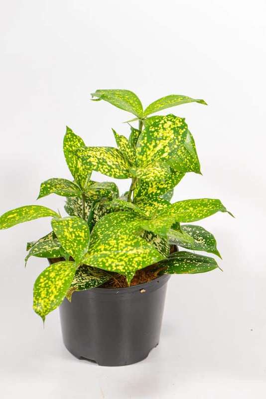 Dracaena Godseffiana
