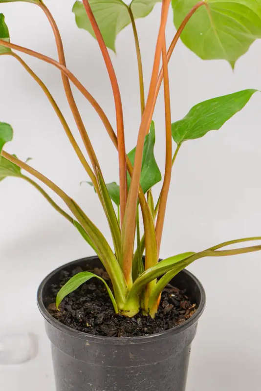 Homalomena Rubescens