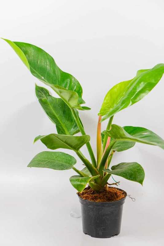 Philodendron Imperial Green