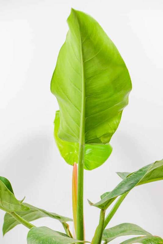 Philodendron Imperial Green