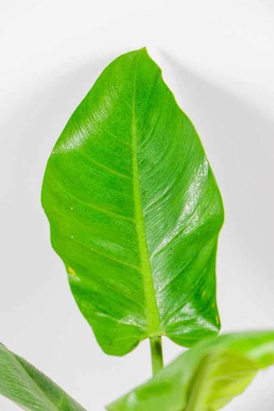 Philodendron Imperial Green