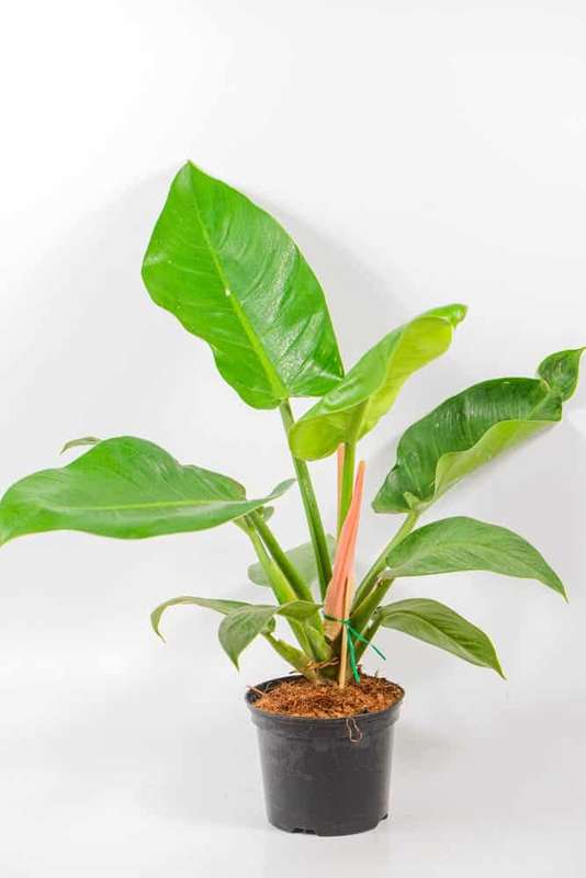 Philodendron Imperial Green