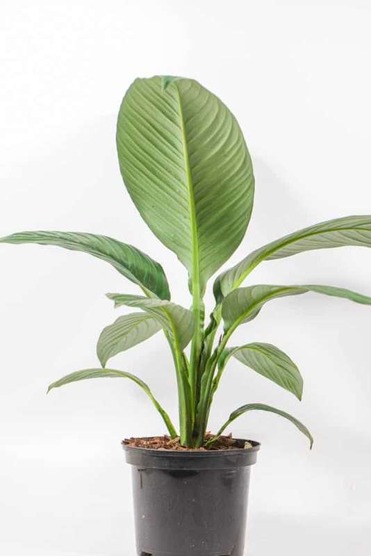 Peace Lily Sensation XL
