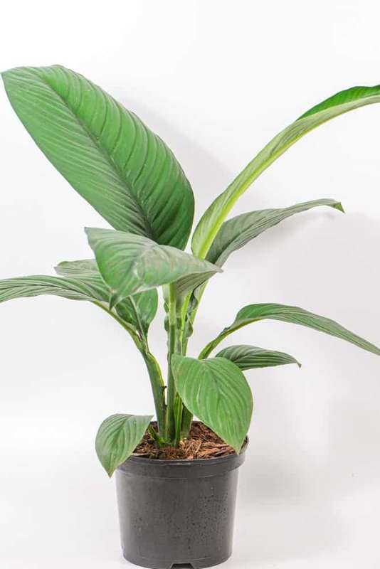 Peace Lily Sensation XL