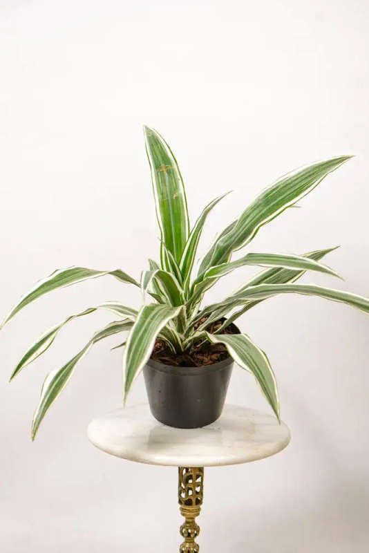 Dracaena White Jewel
