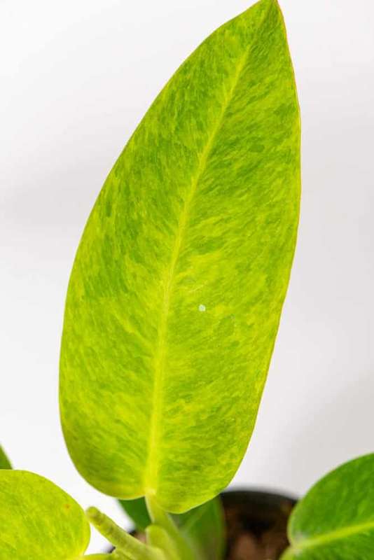 Philodendron Calkins Gold
