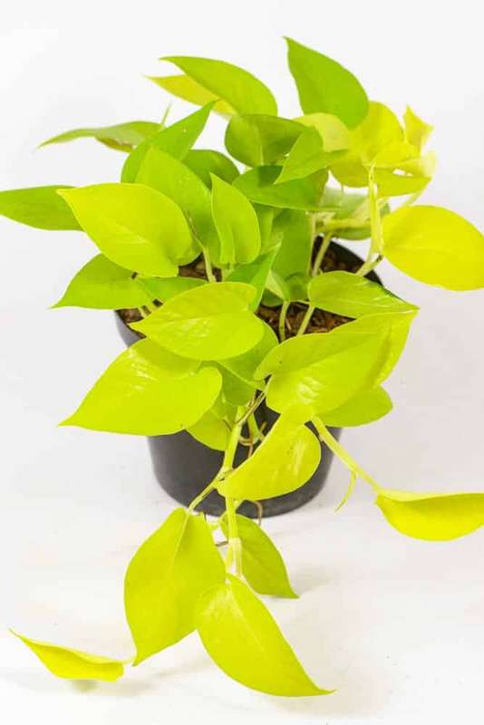 Pothos Diamond Lime